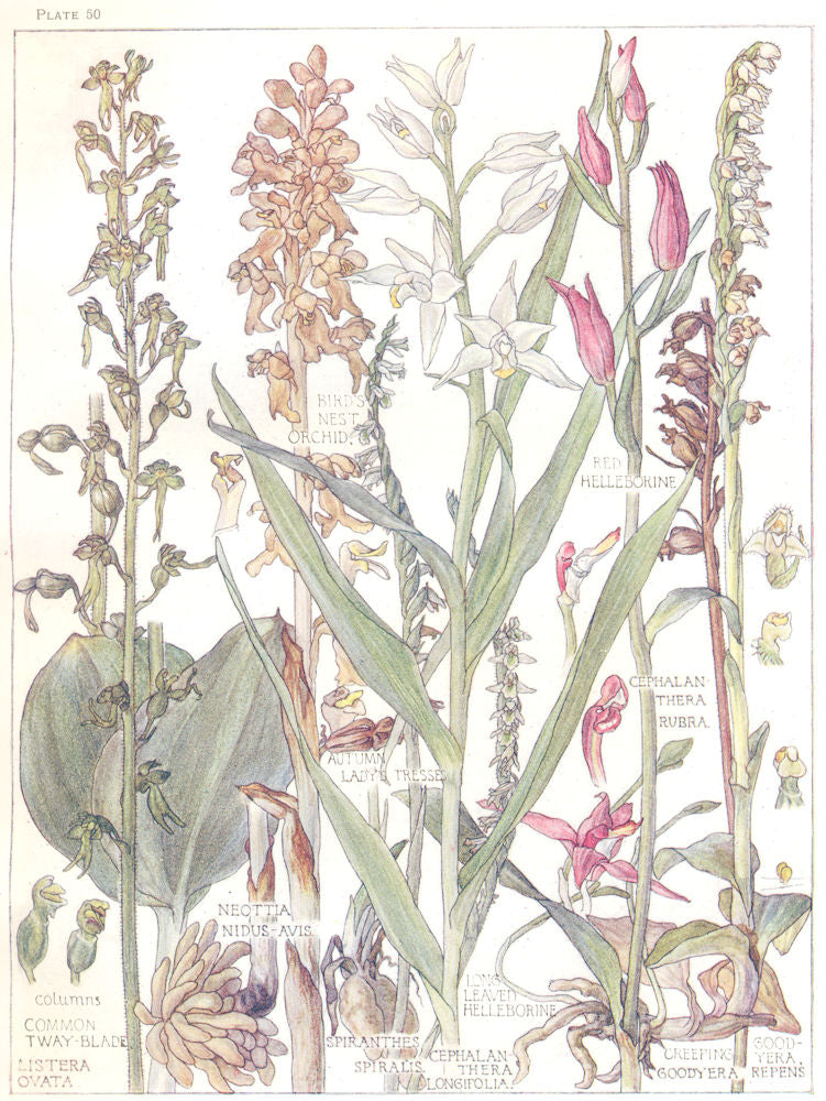 ORCHIDS.Birds Nest;Red,Long-Leaf Helleborine;Autumn Ladys Tresses;Twayblade 1907